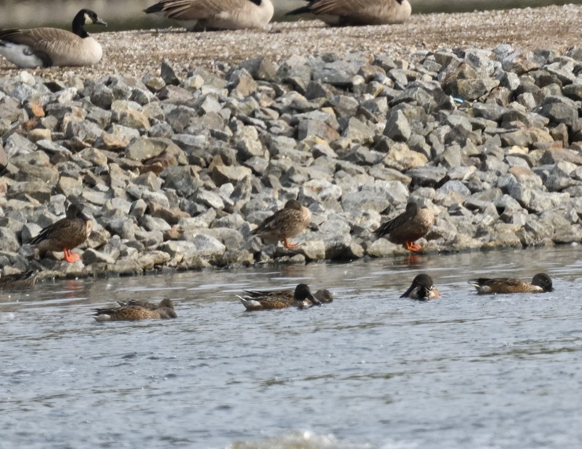 Northern Shoveler - ML609342061