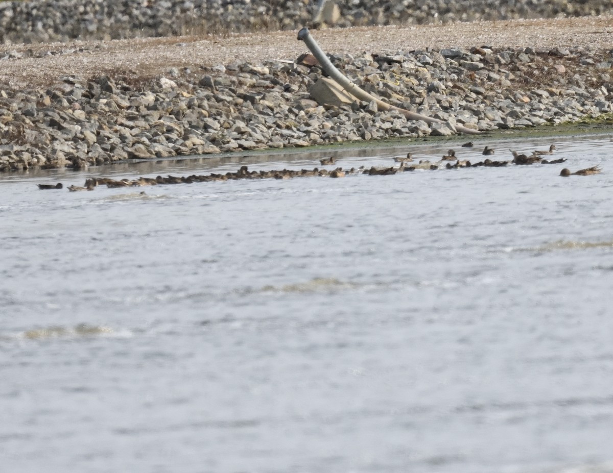 Northern Shoveler - ML609342062