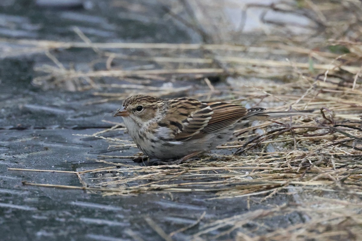 Chipping Sparrow - ML609342063