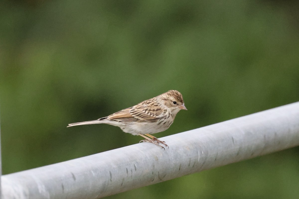 Chipping Sparrow - ML609342075