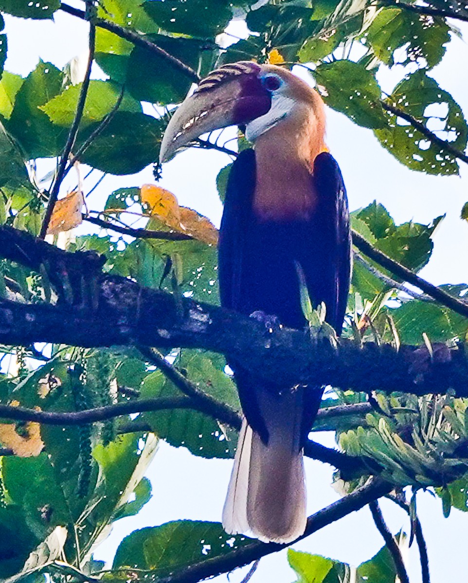 Blyth's Hornbill - ML609342085