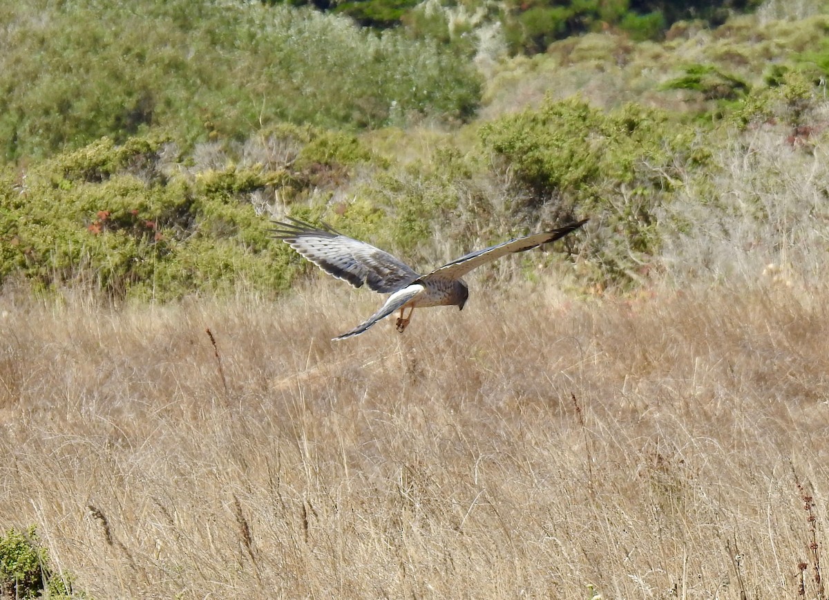 Northern Harrier - ML609342105