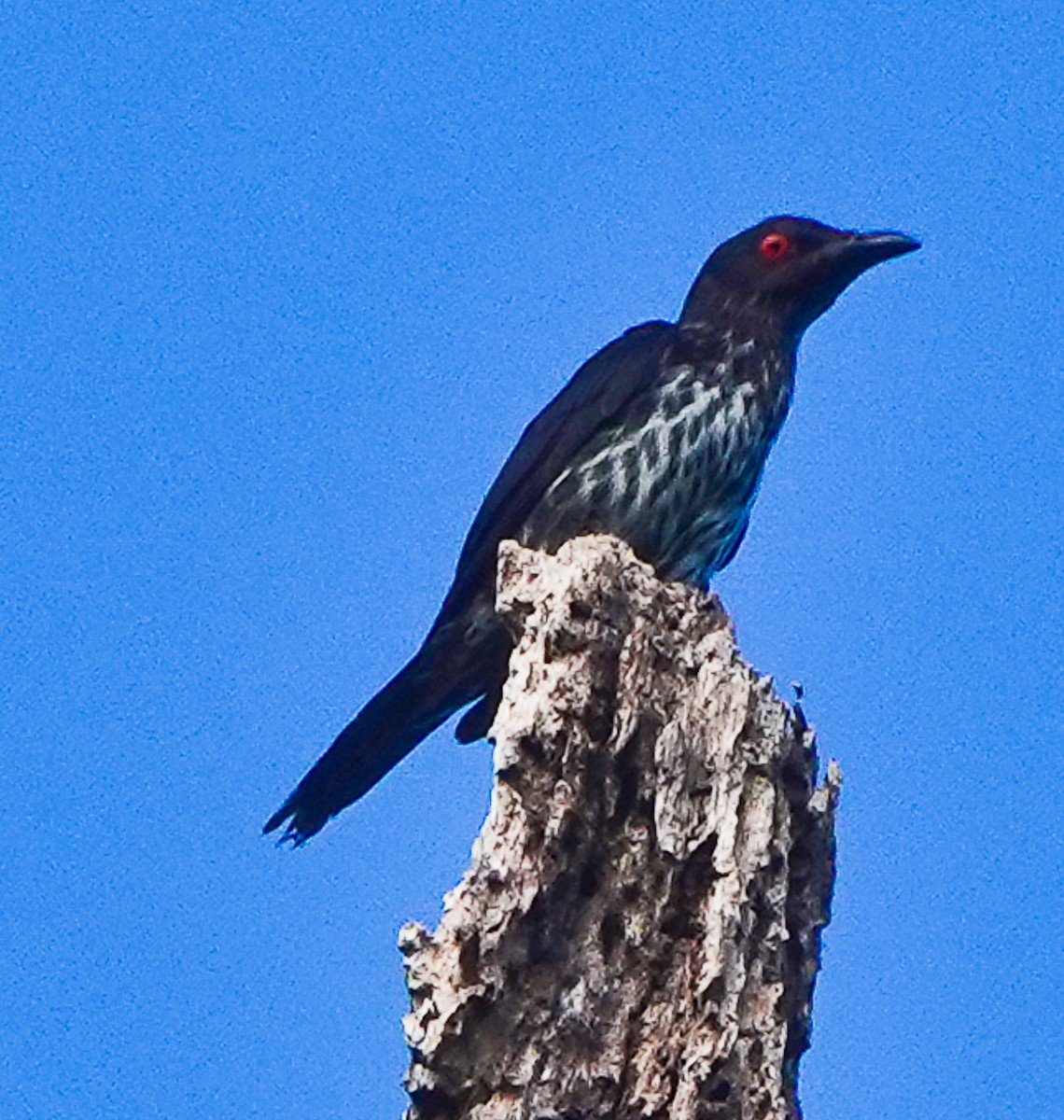 Metallic Starling - Arden Anderson