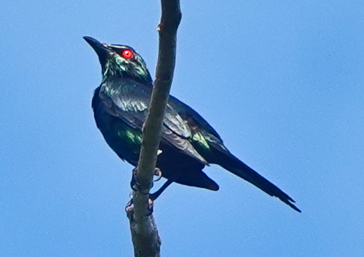 Metallic Starling - ML609342116