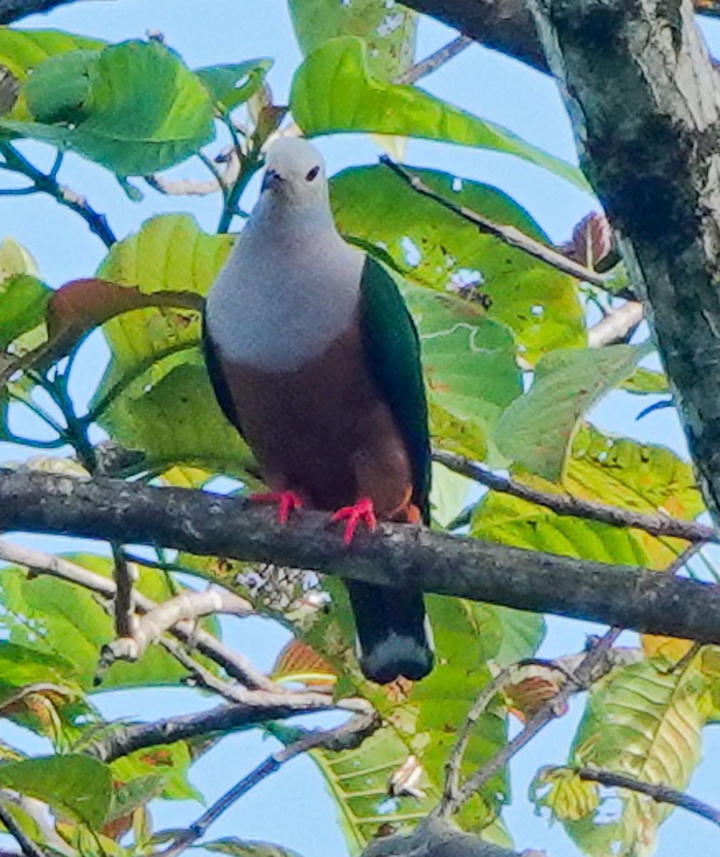 Finsch's Imperial-Pigeon - ML609342136