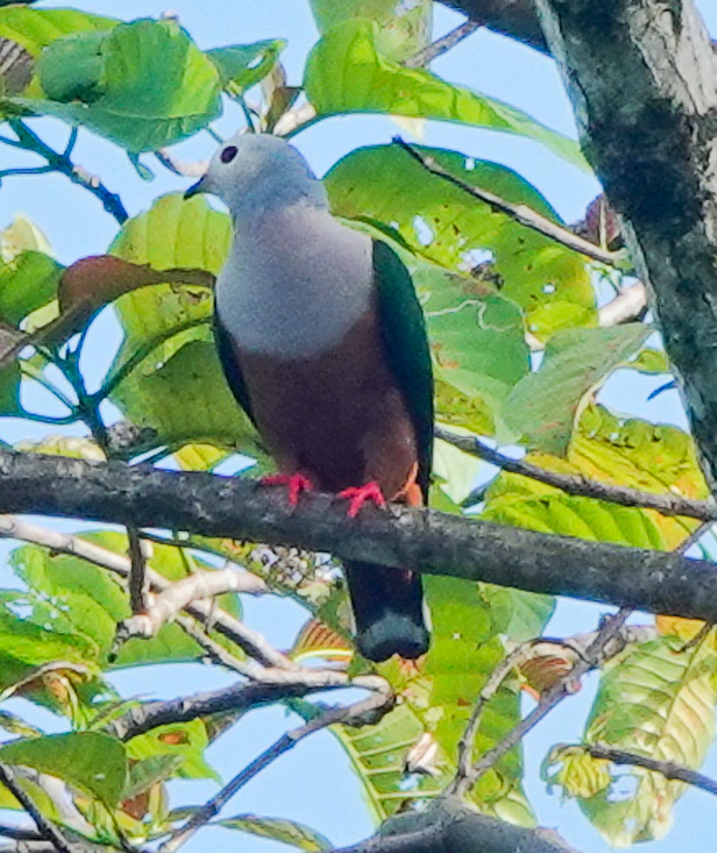 Finsch's Imperial-Pigeon - Arden Anderson