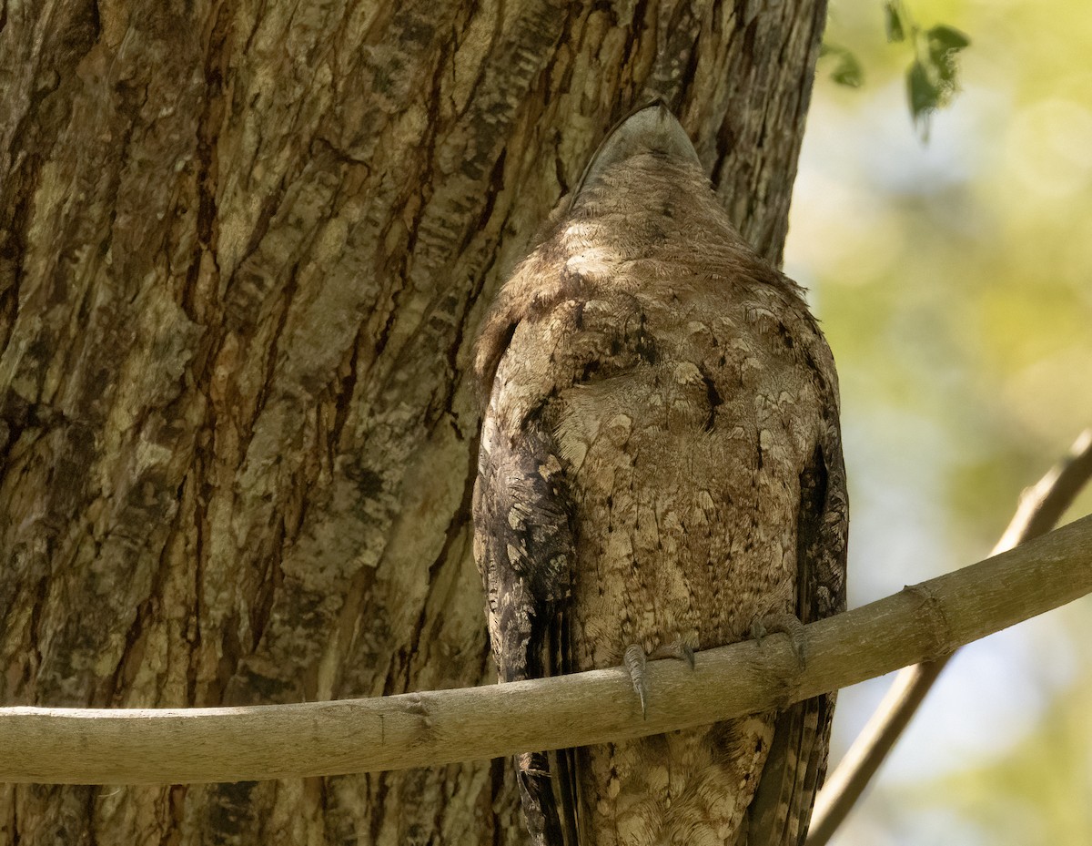 Papuan Frogmouth - ML609342152