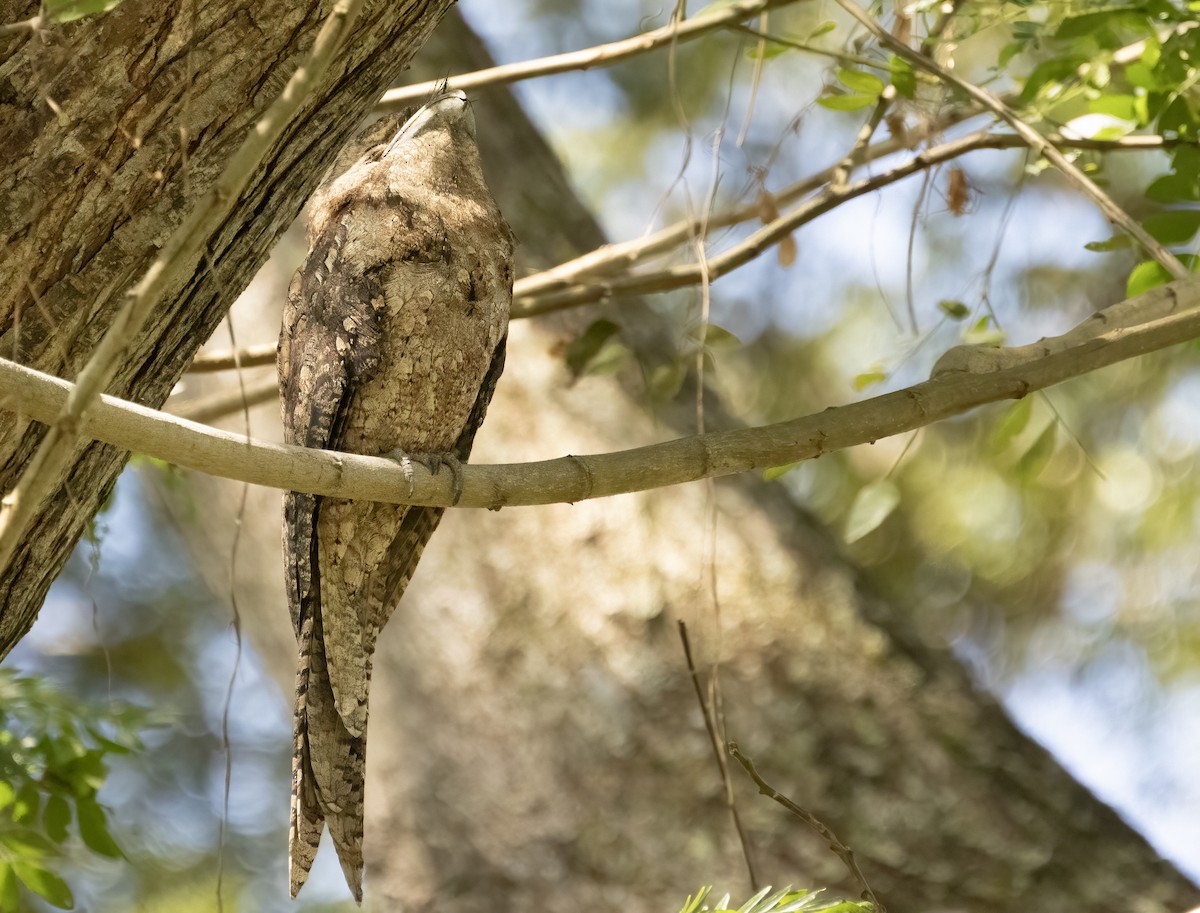 Papuan Frogmouth - ML609342153