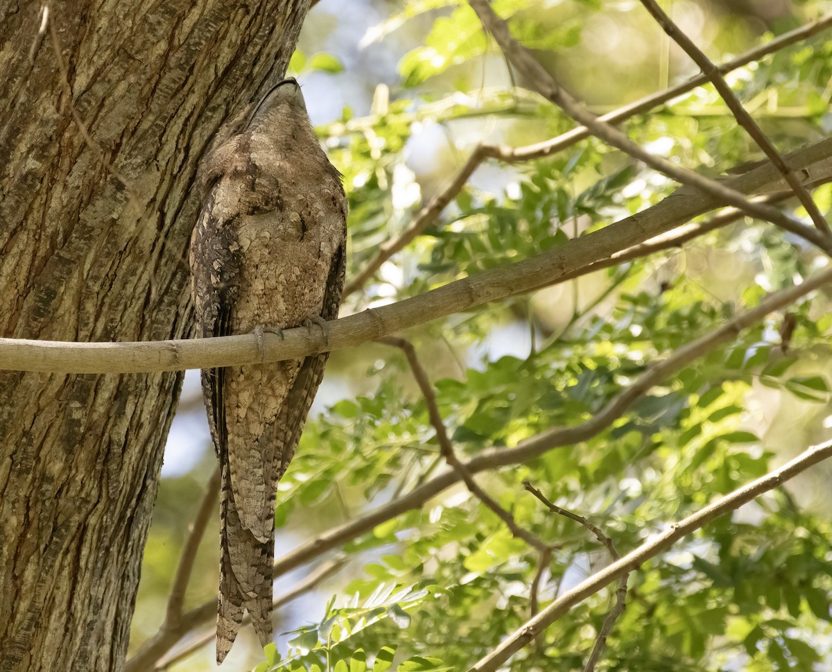 Papuan Frogmouth - ML609342154