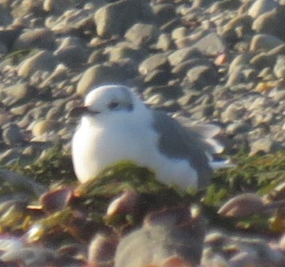 Laughing Gull - ML609342174