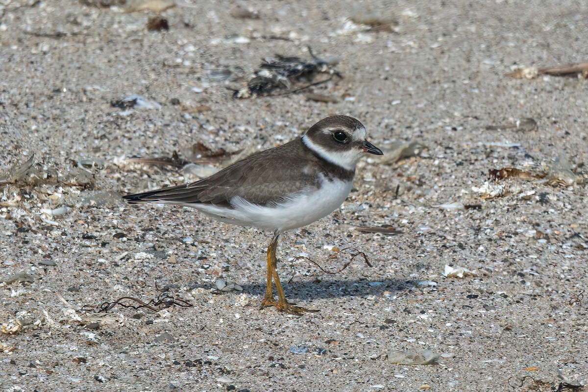 Semipalmated Plover - Joshua Stacy