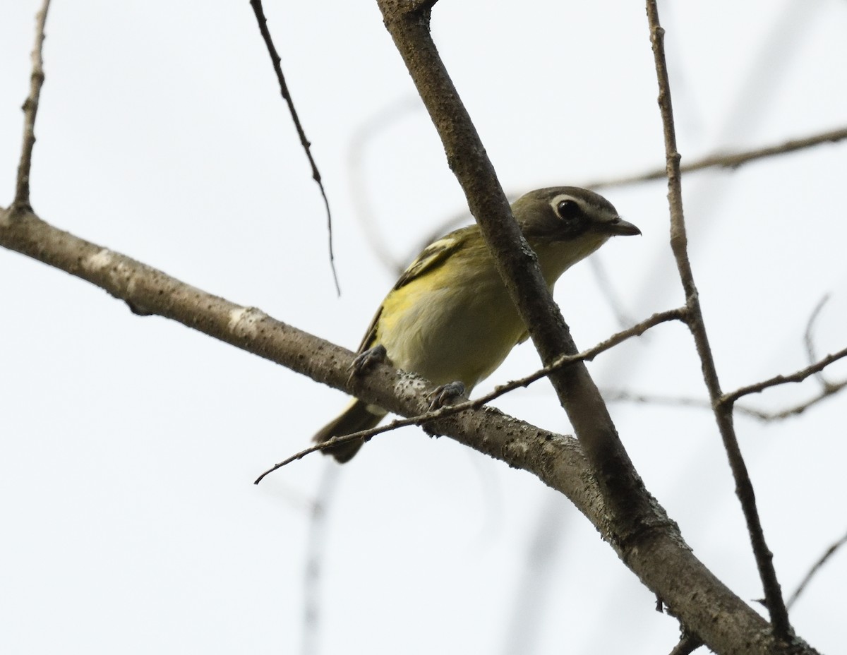 Blue-headed Vireo - ML609342316