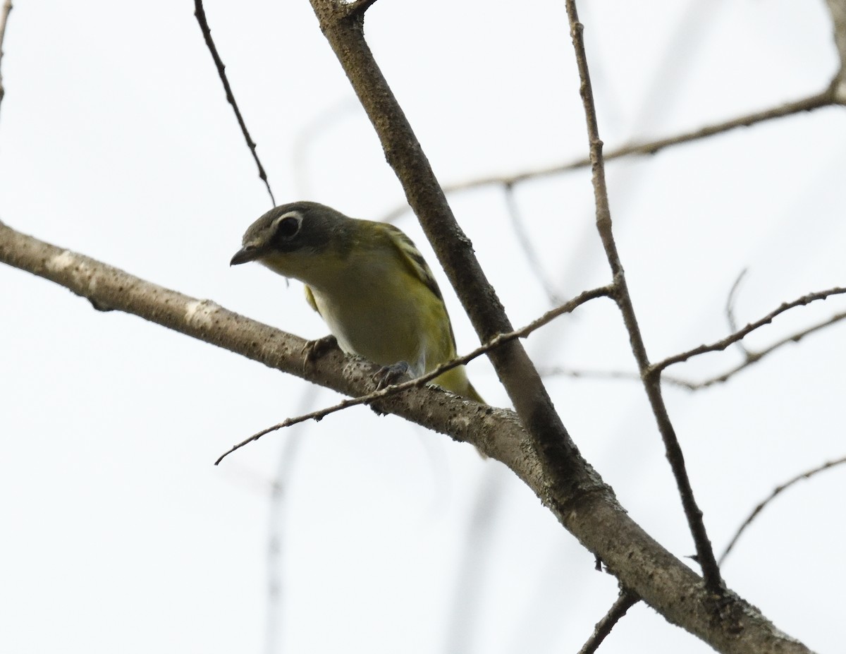 Blue-headed Vireo - ML609342318