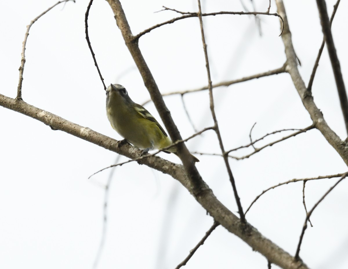 Blue-headed Vireo - ML609342321