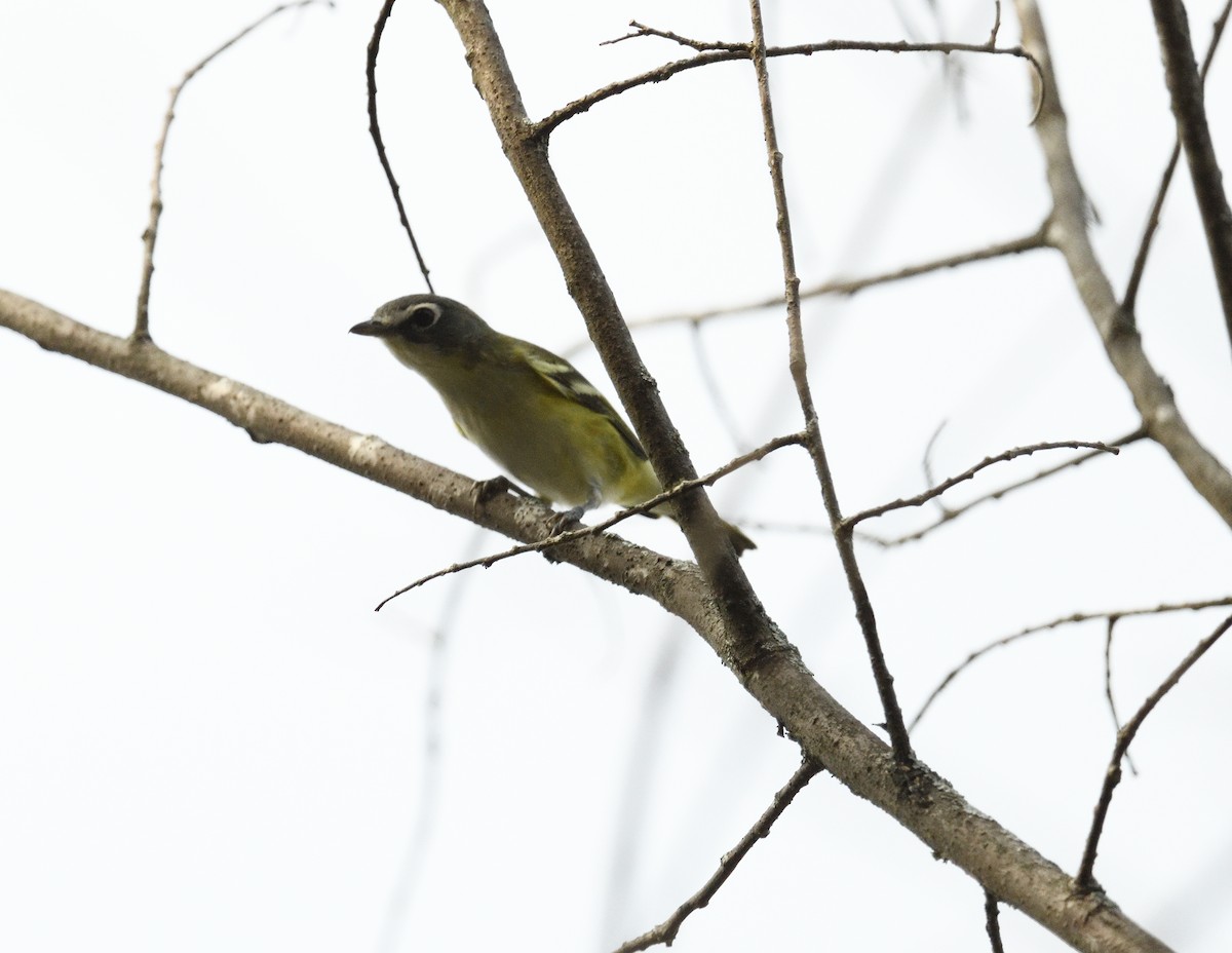 Blue-headed Vireo - ML609342323