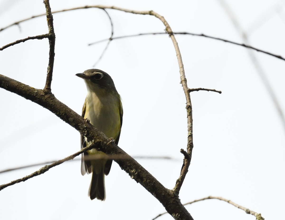 Blue-headed Vireo - ML609342324