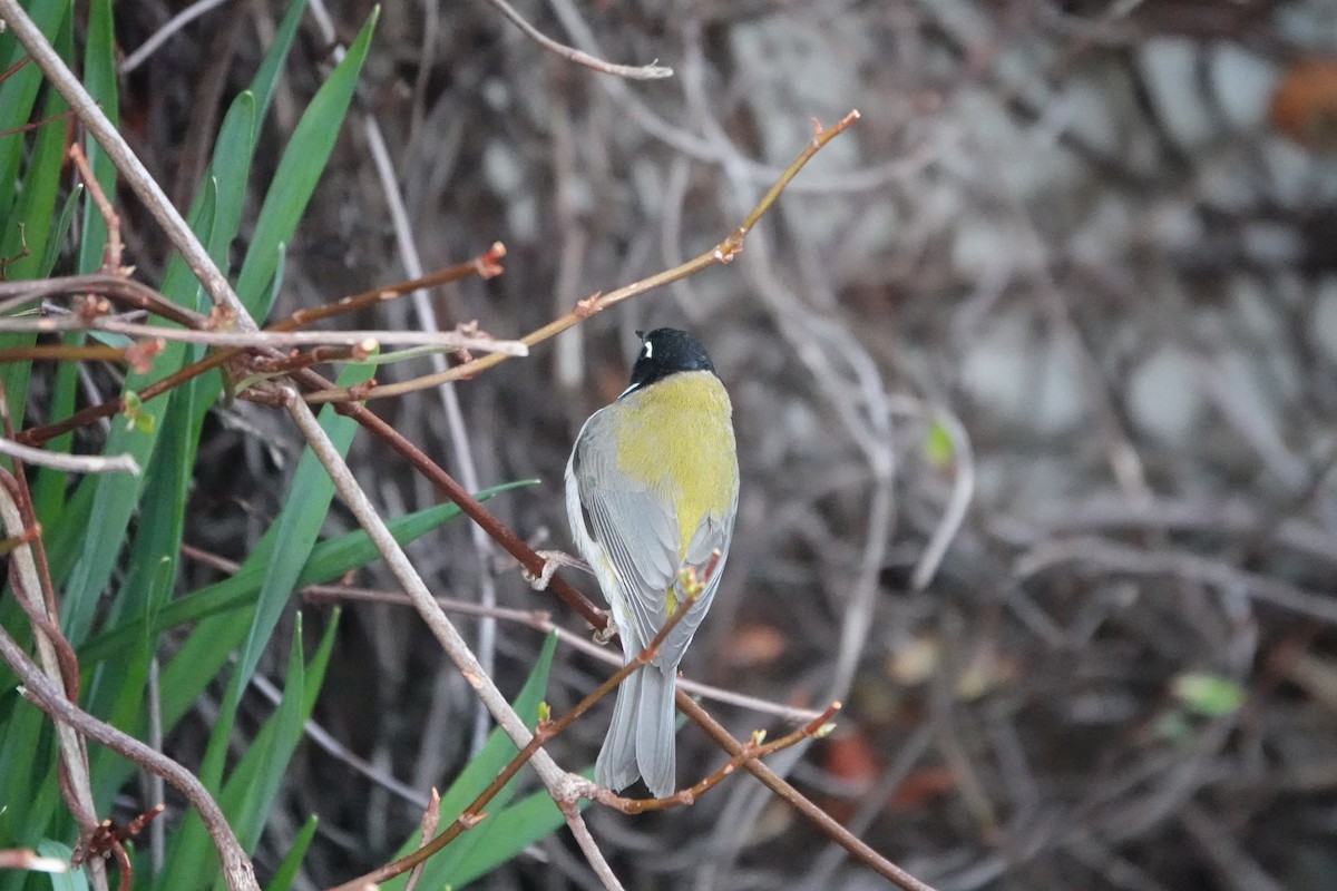 Black-headed Honeyeater - ML609342335