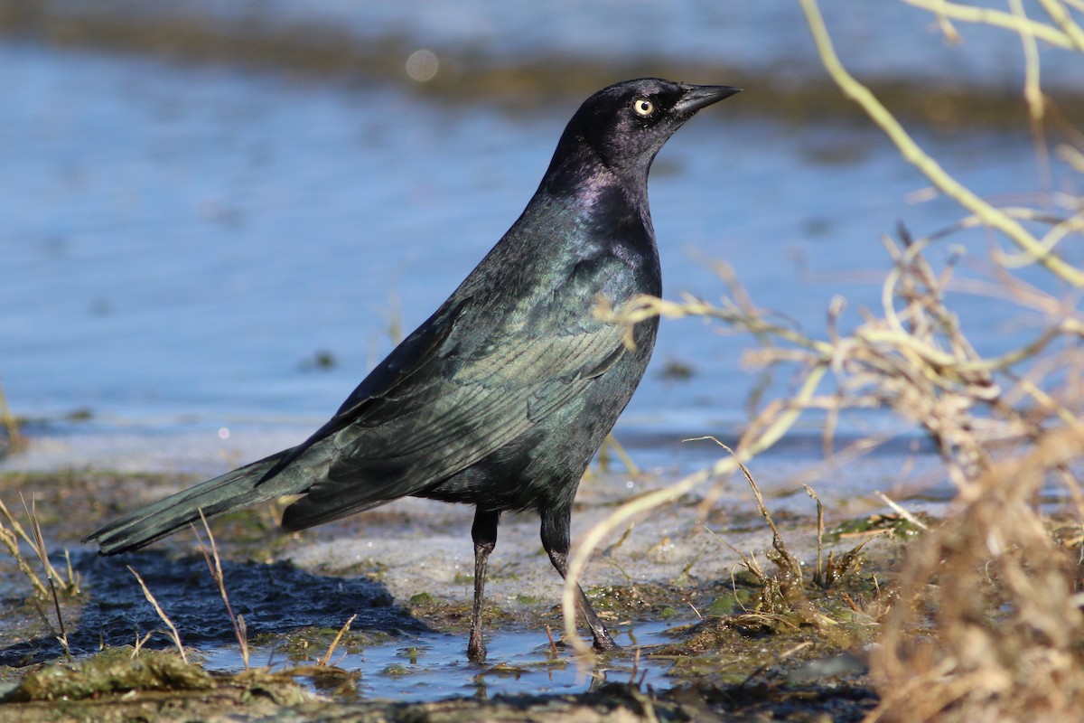 Brewer's Blackbird - ML609342355