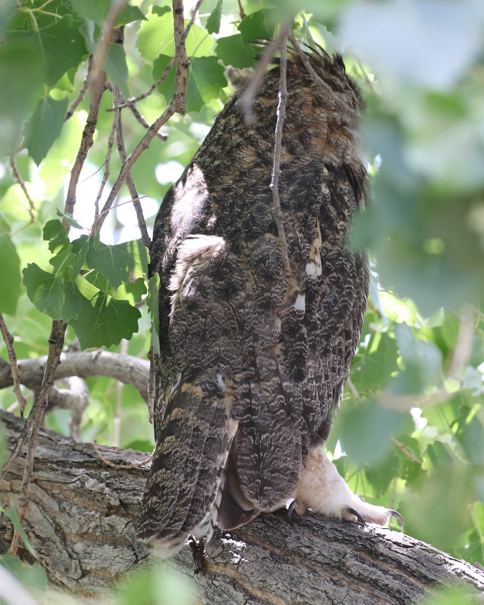 Great Horned Owl - ML609342431