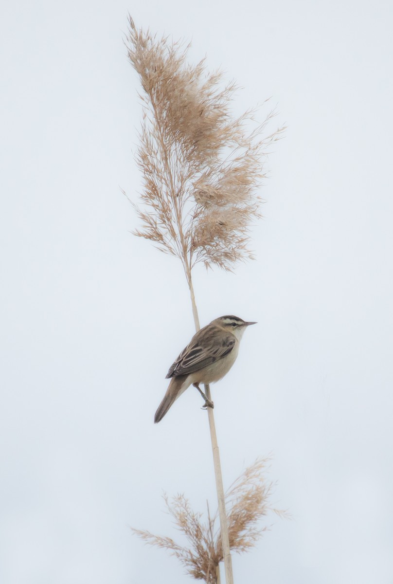 Sedge Warbler - ML609342455