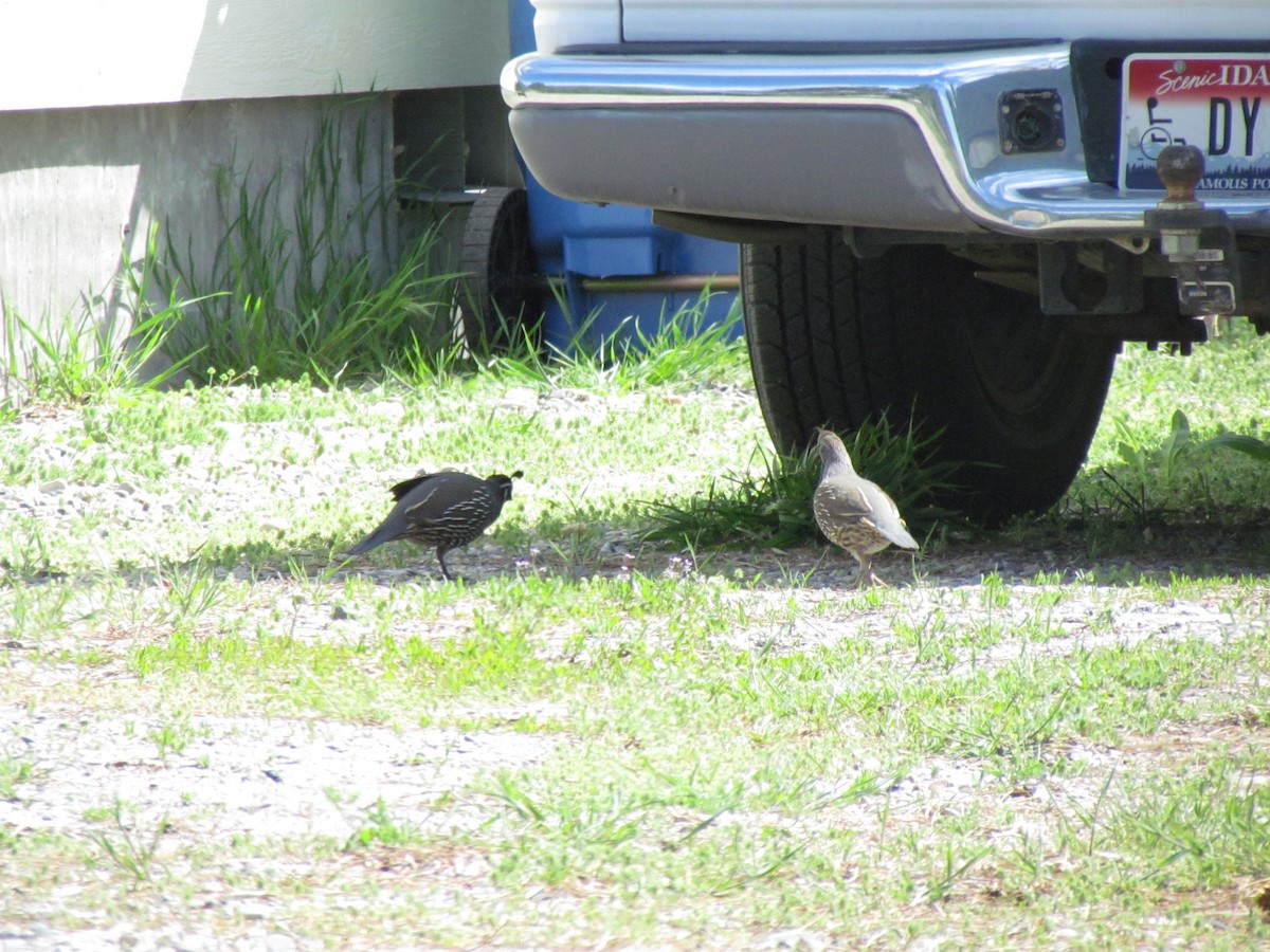 California Quail - ML609342488