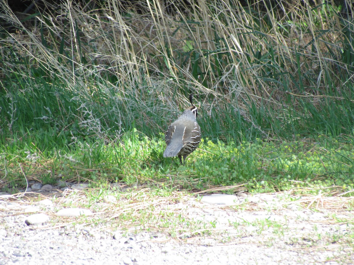 California Quail - ML609342506