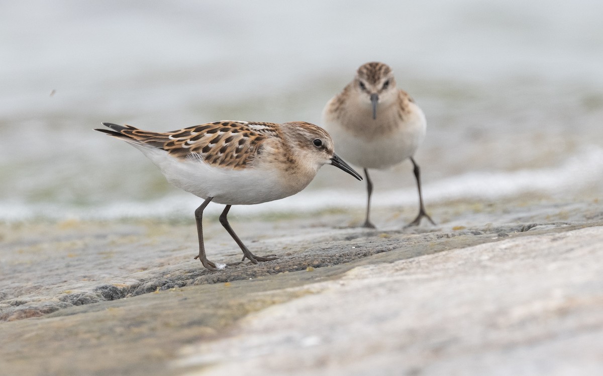 Little Stint - ML609342509
