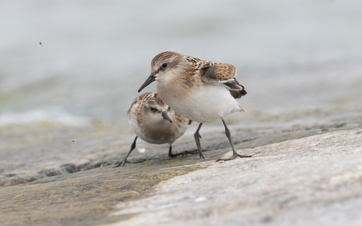 Little Stint - ML609342519