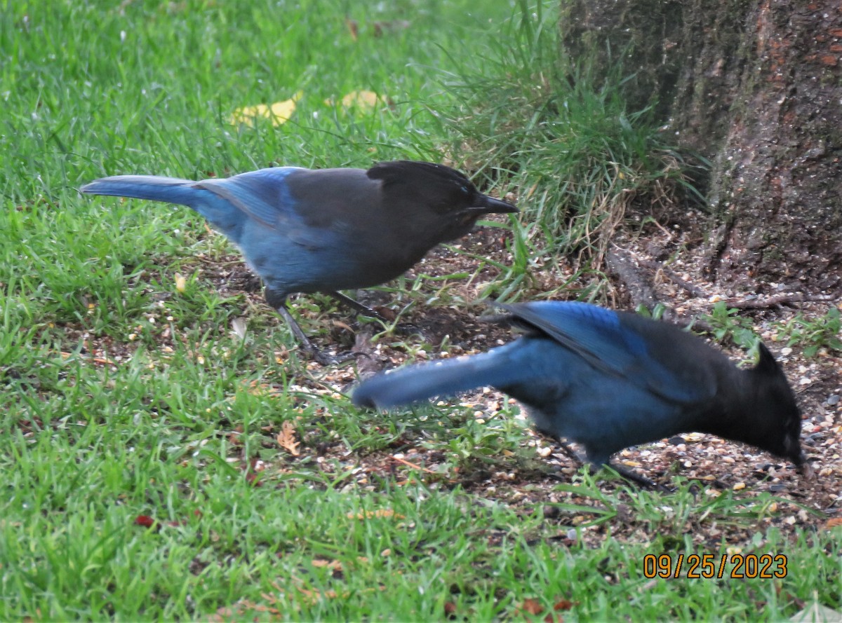 Steller's Jay (Coastal) - Teresa Weismiller