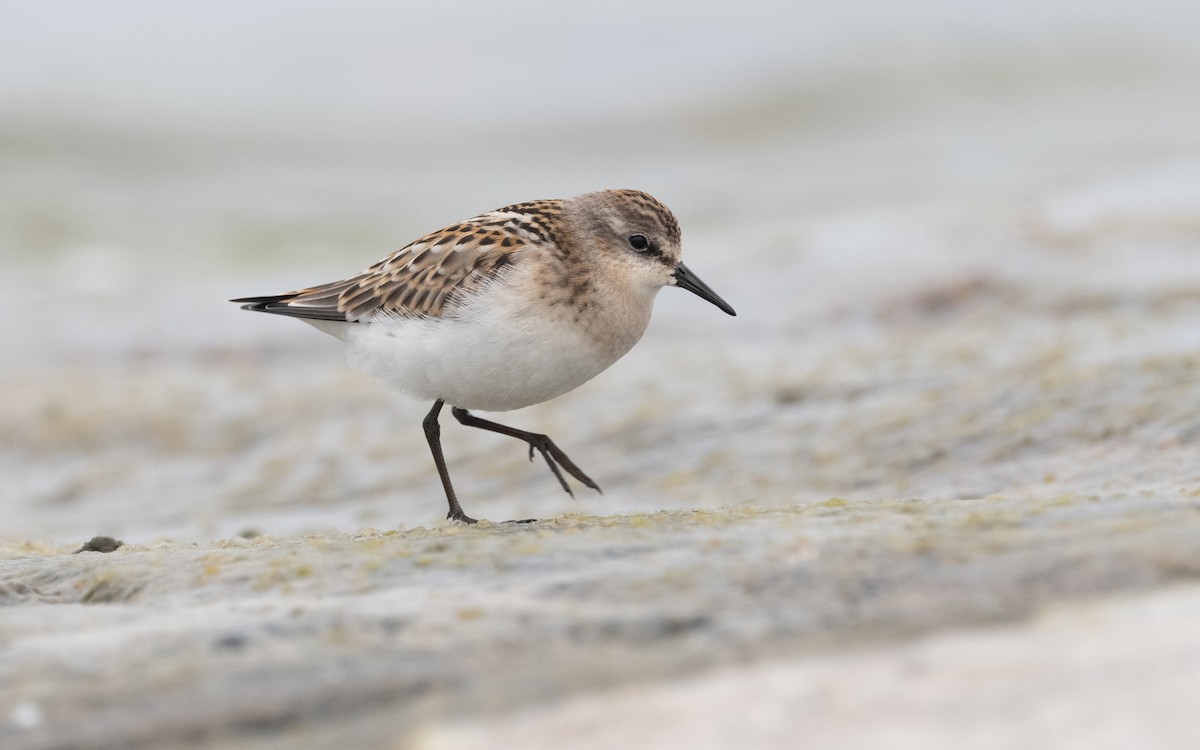 Little Stint - ML609342526