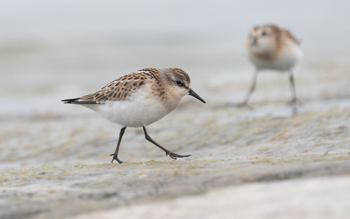 Little Stint - ML609342534