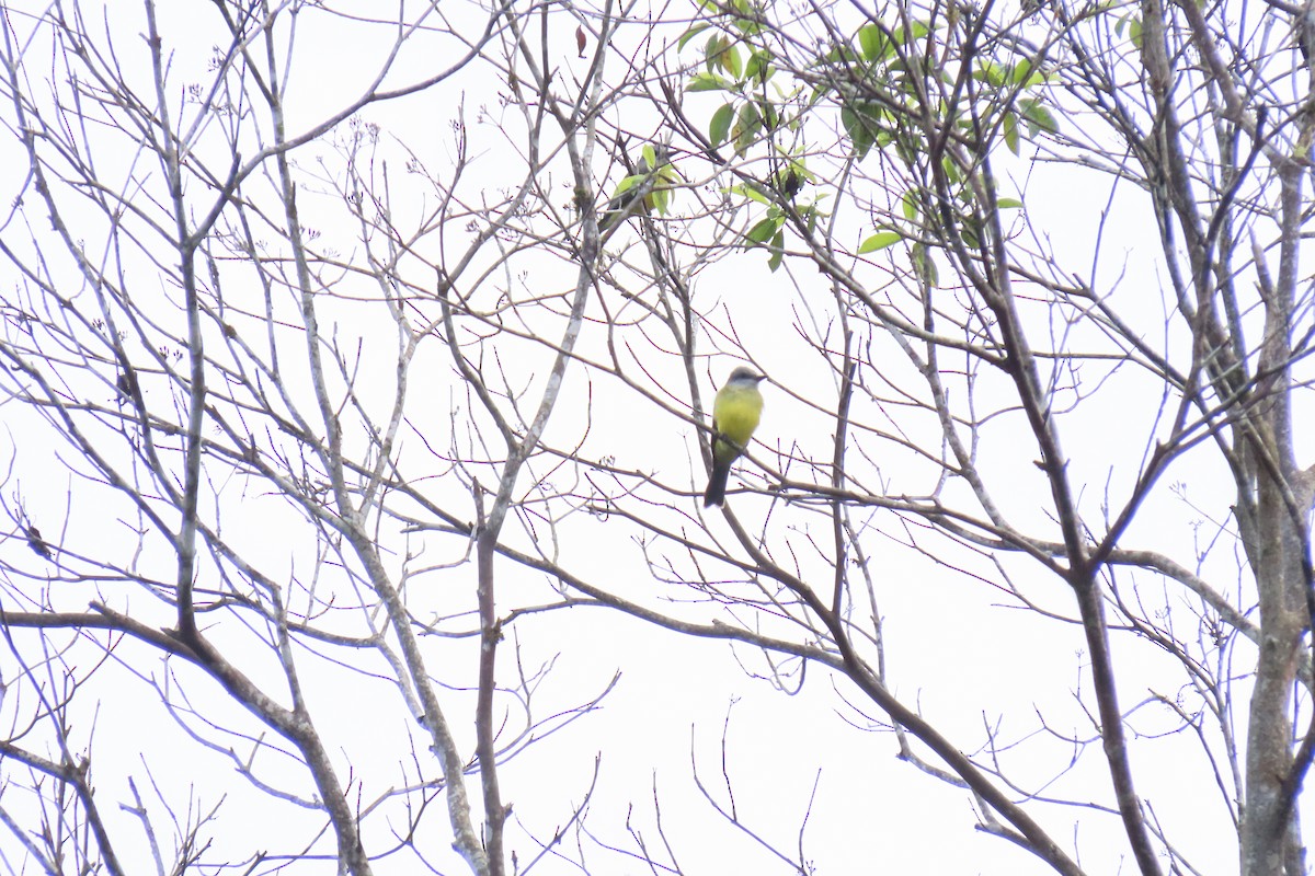 White-throated Kingbird - ML609342537
