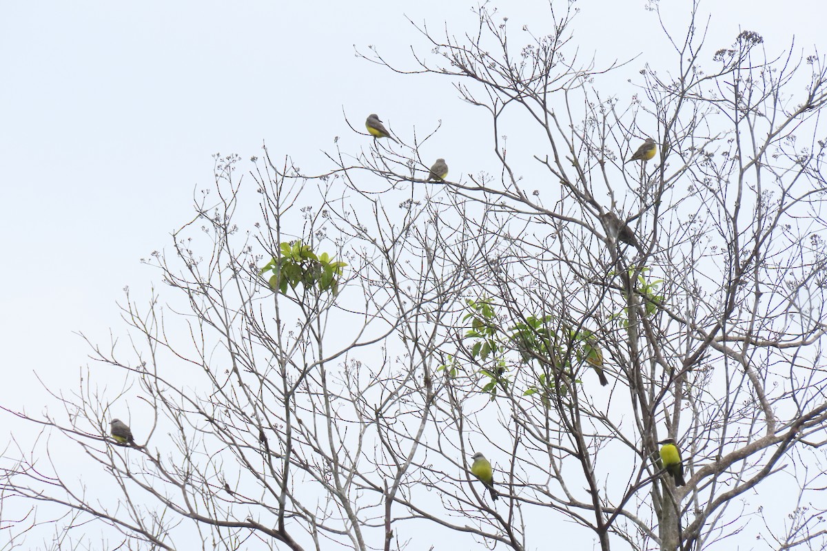 White-throated Kingbird - ML609342538