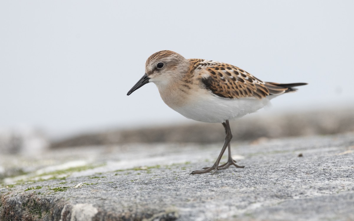 Little Stint - ML609342548
