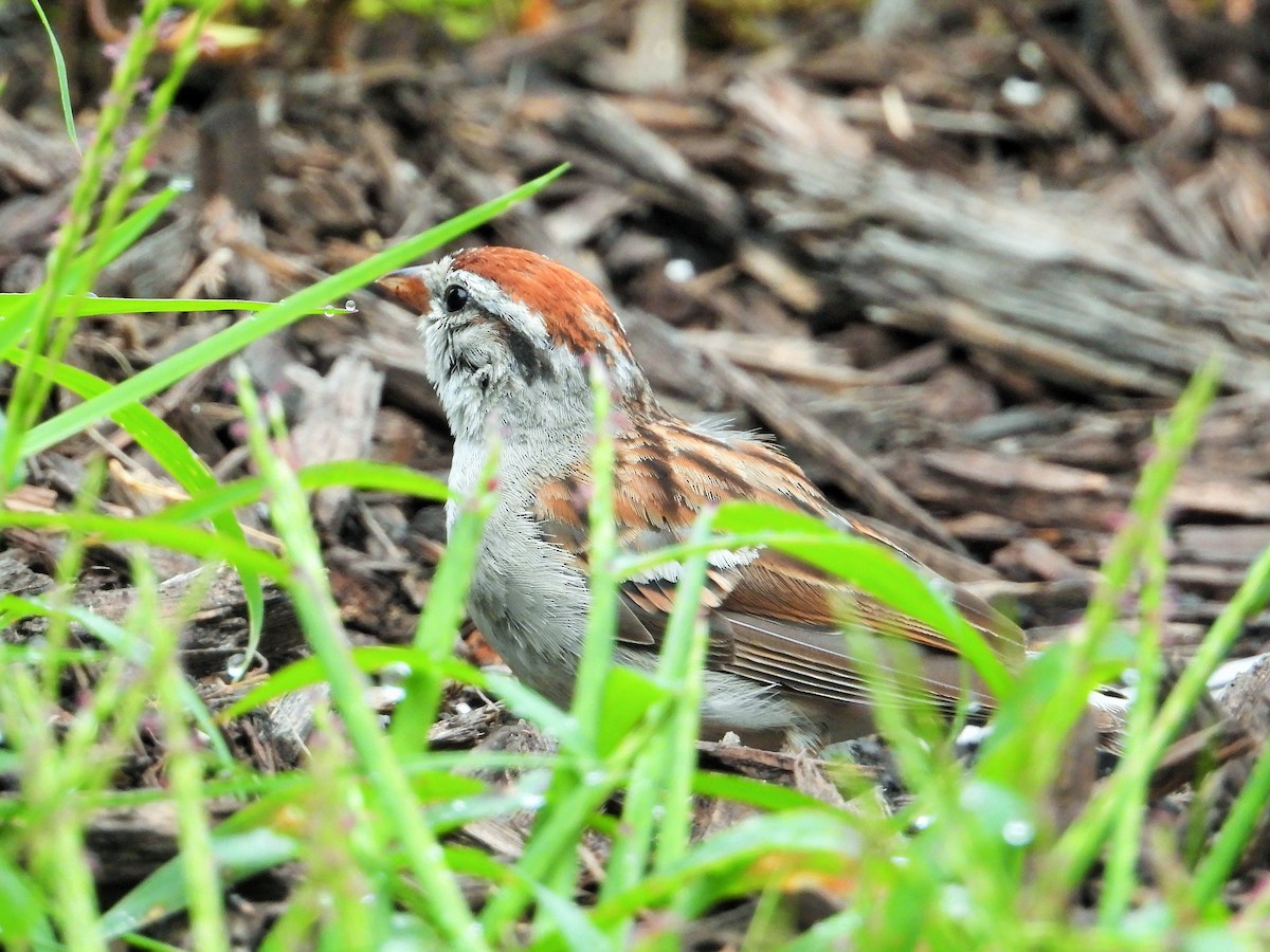 Chipping Sparrow - ML609342549