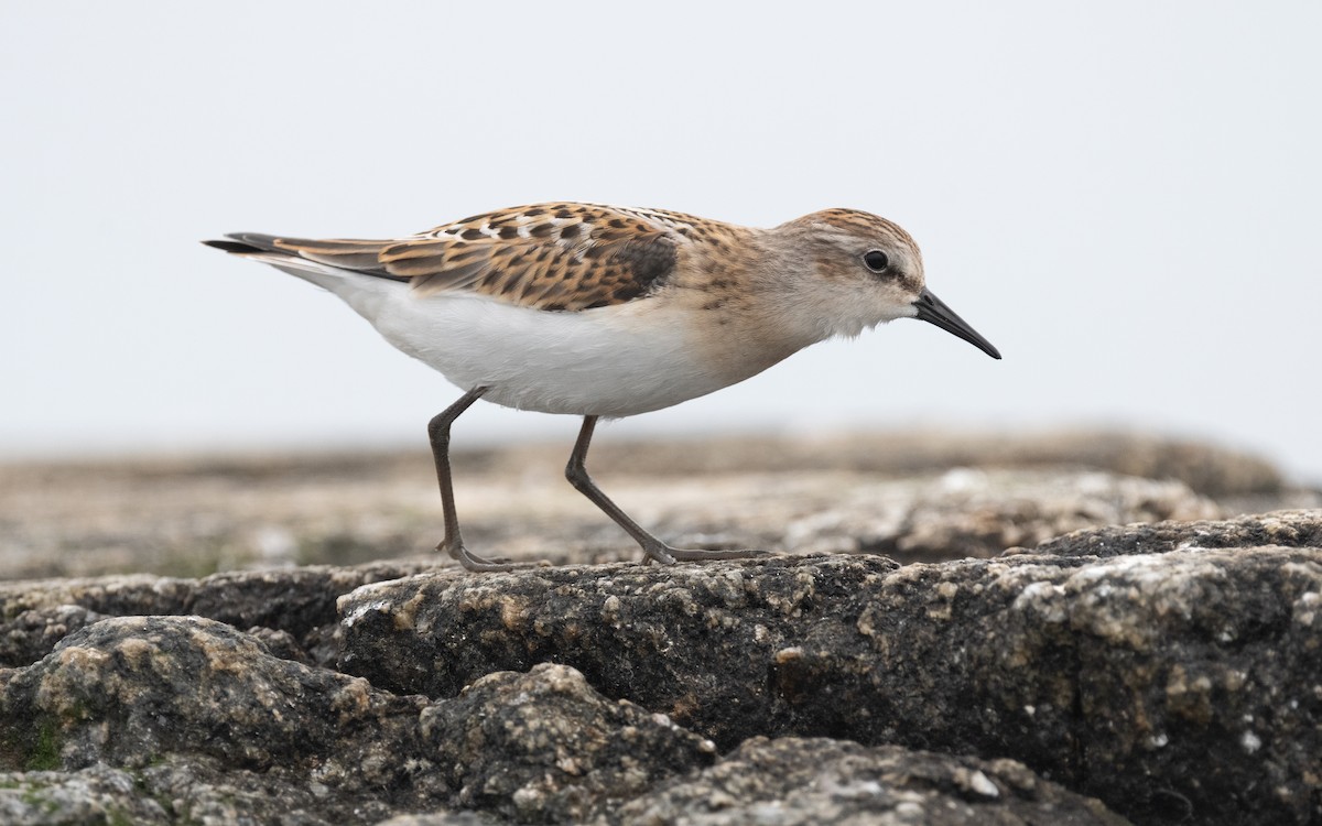 Little Stint - ML609342550