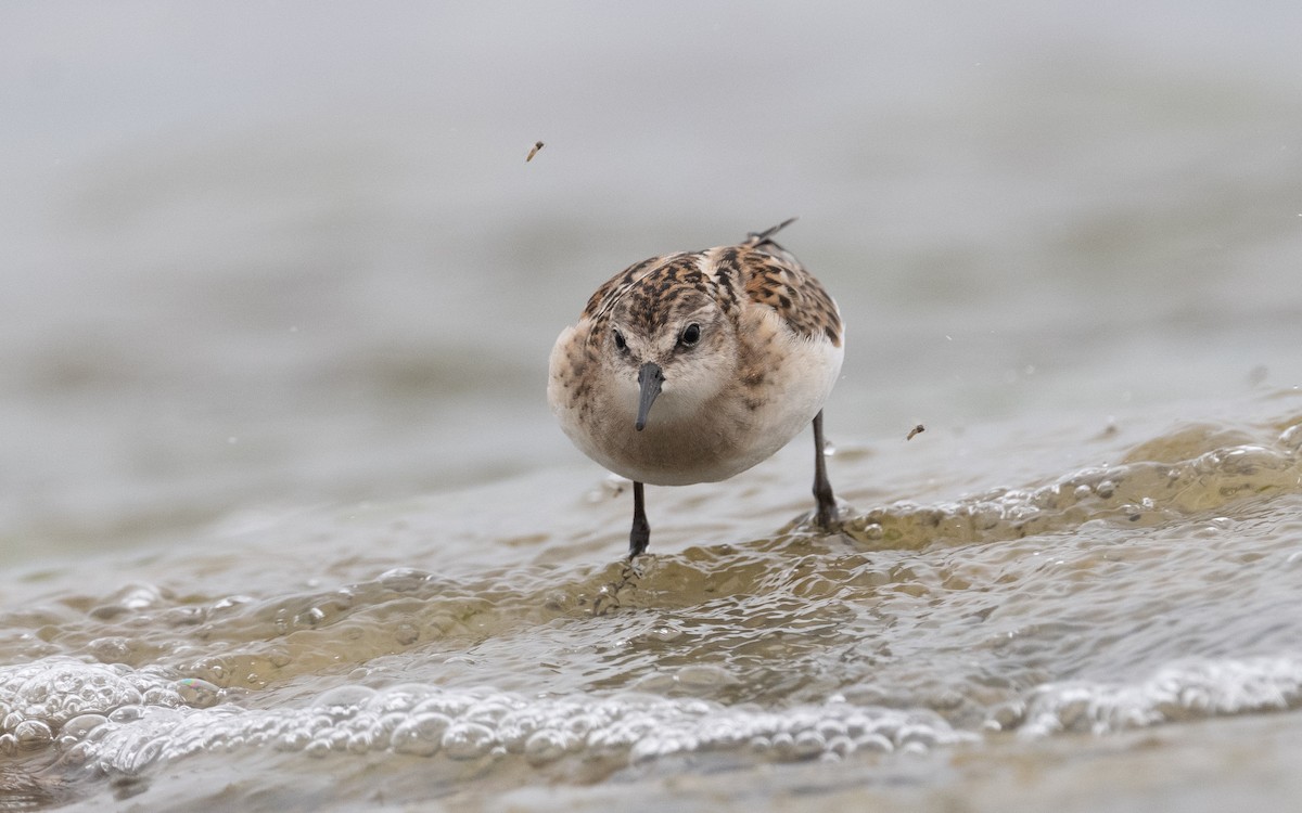 Little Stint - ML609342556