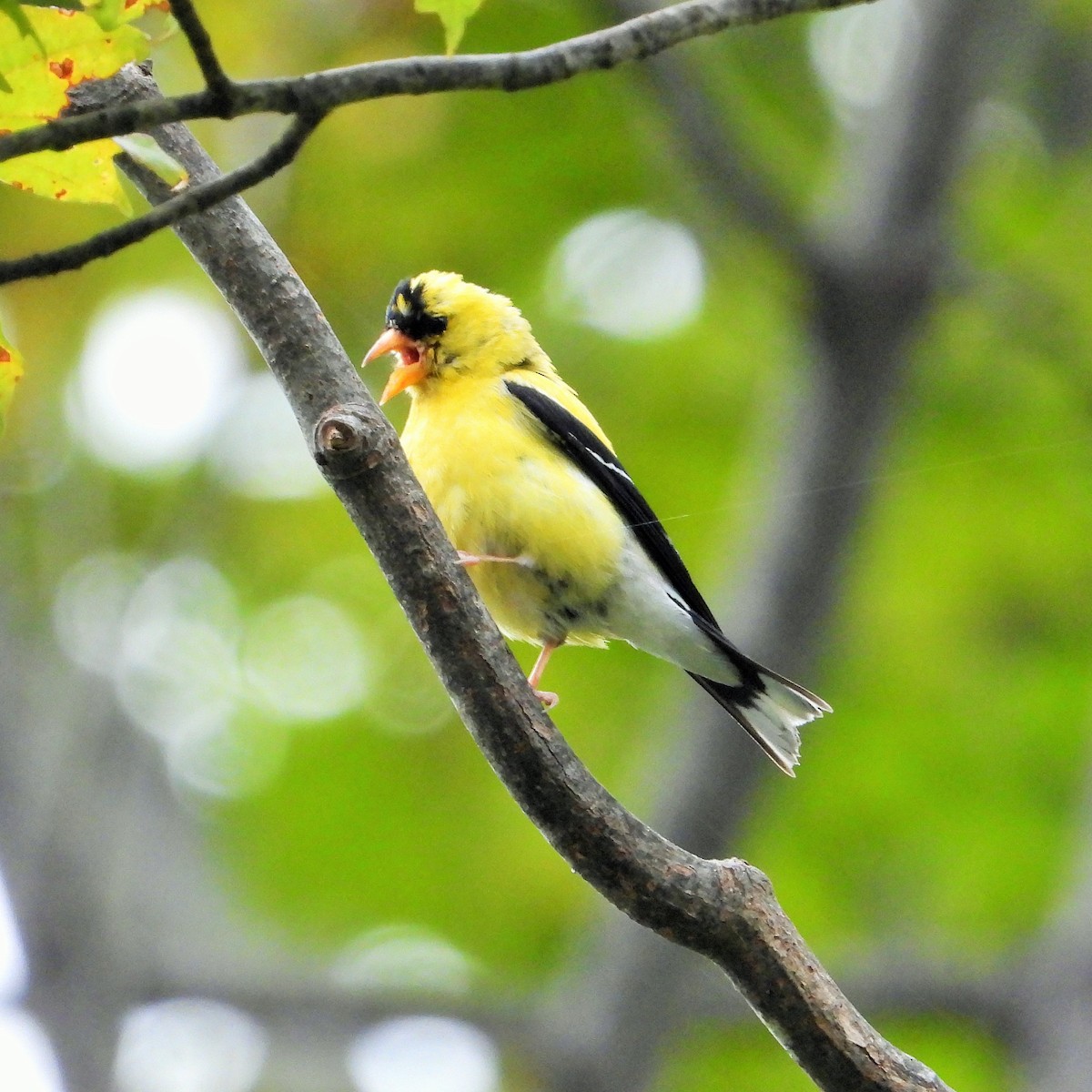 American Goldfinch - ML609342564