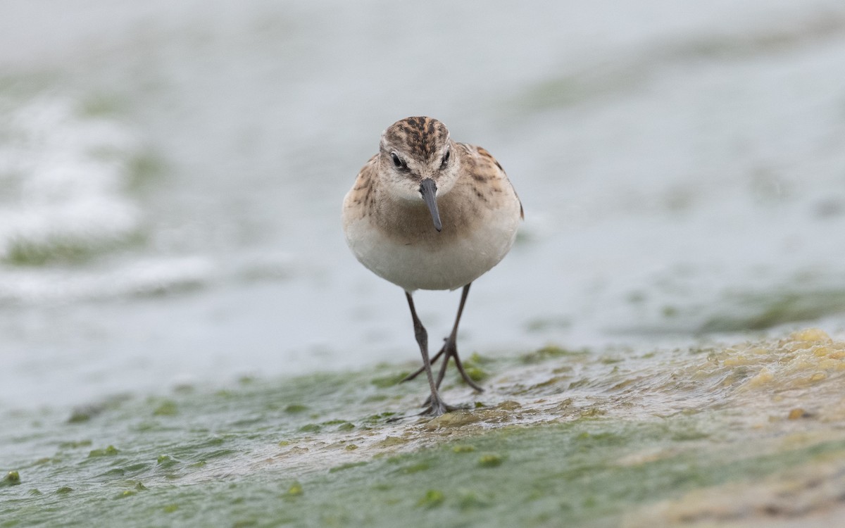 Little Stint - ML609342575