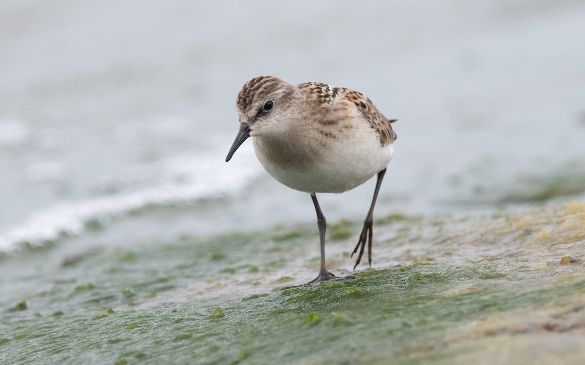 Little Stint - ML609342576