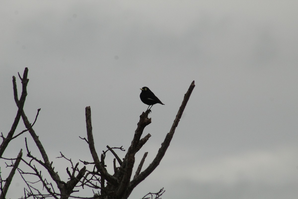 Spectacled Tyrant - ML609342591