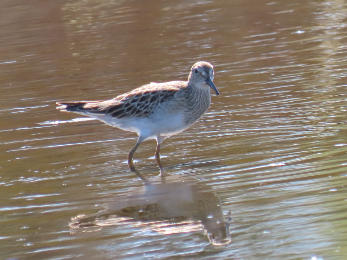 Pectoral Sandpiper - ML609342627