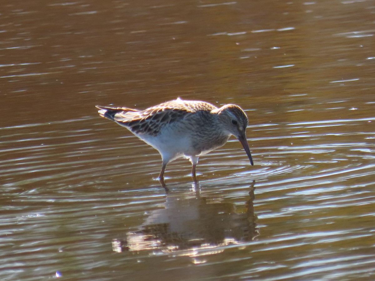 Pectoral Sandpiper - ML609342630