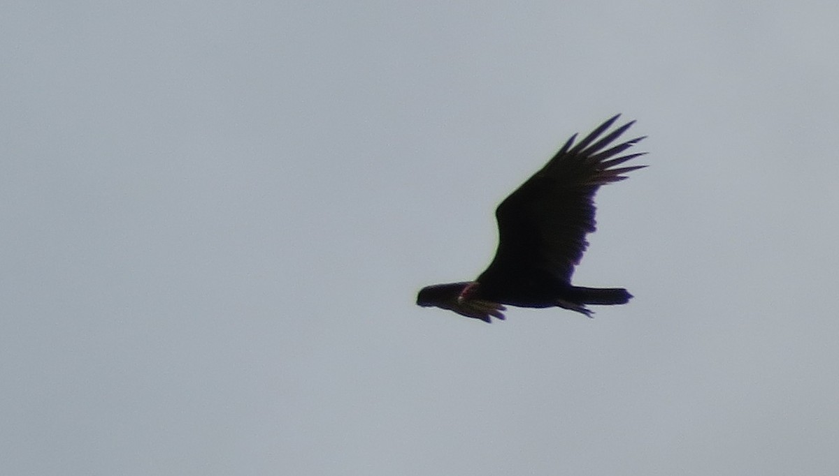 Turkey Vulture - ML609342688