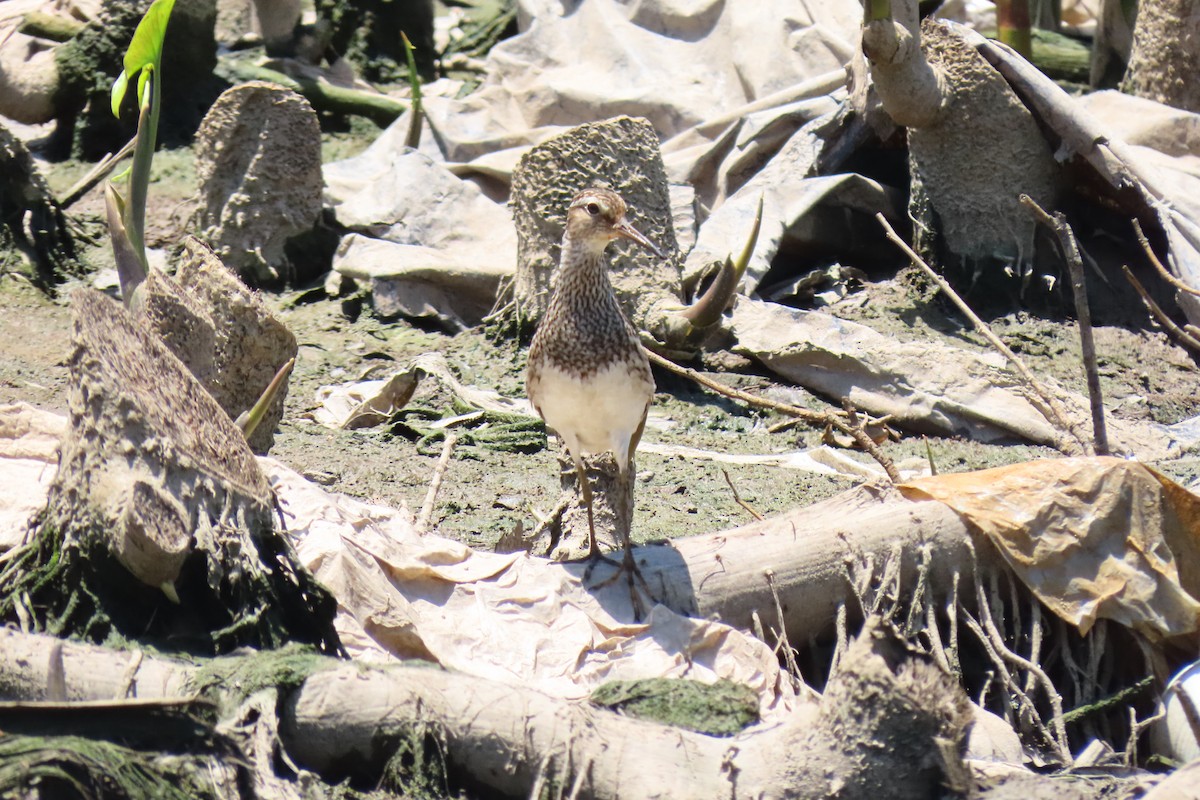 Орог элсэг - ML609342739