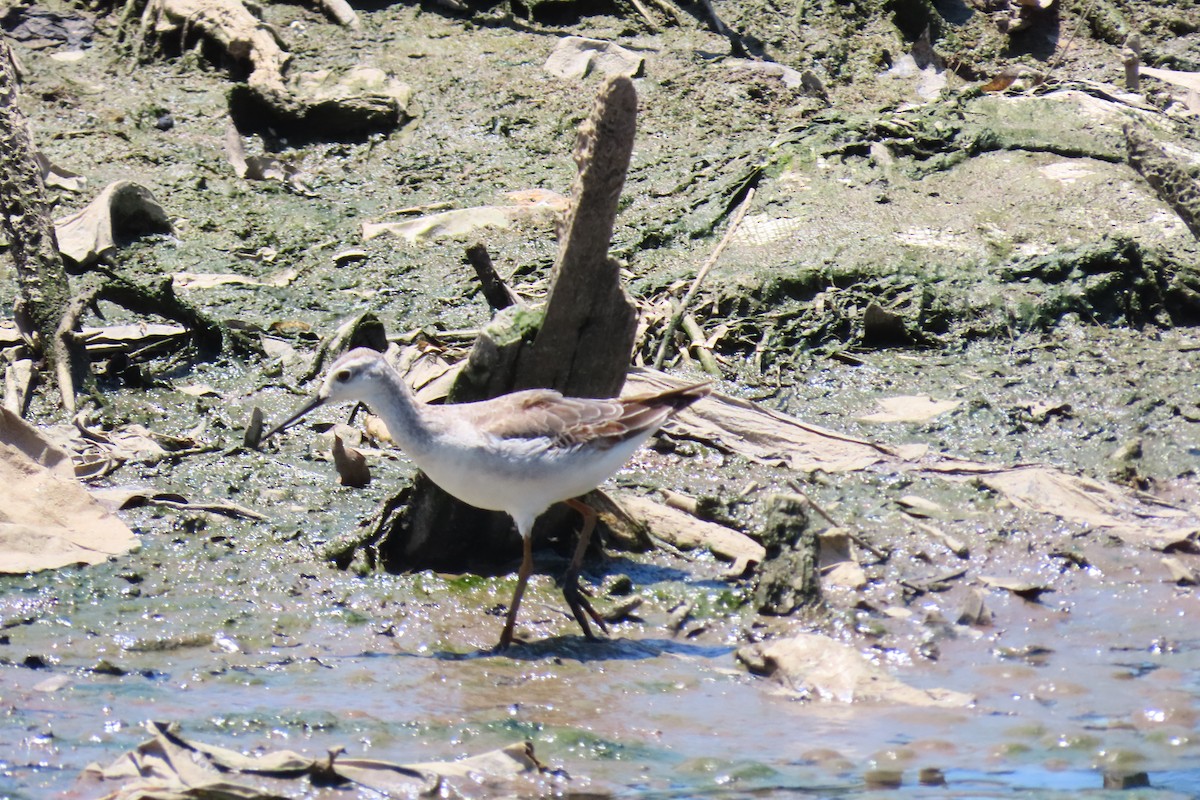 Wilson's Phalarope - ML609342740