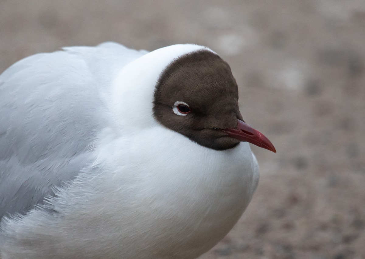 Black-headed Gull - ML609342781