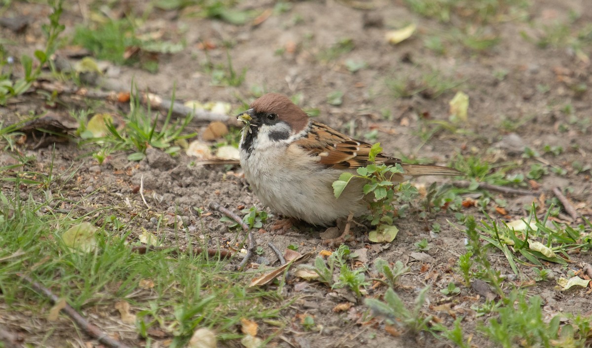Eurasian Tree Sparrow - ML609342792