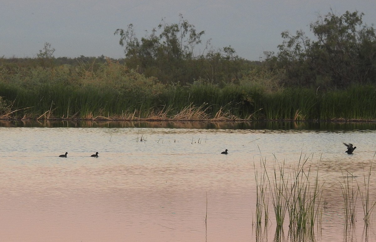 American Coot - ML609342794