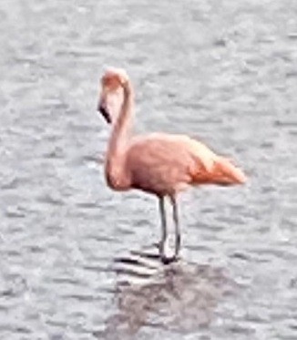 American Flamingo - ML609342834